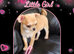 Pedigree chihuahua puppies