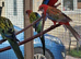 Dna sexed rosellas