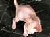 STUNNING CANADIAN SPHYNX BOYS