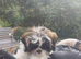 Beautiful  Shih Tzu 6 month old puppy needs a loving home