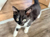 Stunning kittens one male one female