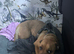 Dog for rehome