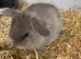 Mini lop baby  blue harlequin (male )