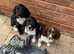 English springer spaniels