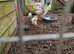 Chickens need new home