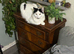 Male cat