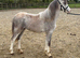 Registered welsh a filly