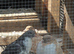Pigeon magpies