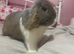 Male rabbit for sale