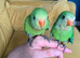 Hand reared baby superb parrot
