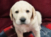 Labrador Retriever Puppies
