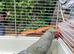 Gray India ringneck