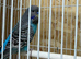 Black face and black wing proven breeding pair