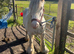 Quiet Cob mare and foal