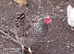 Speckled hens for sale