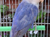 Fischer's Lovebirds with DNA/Gender certificate