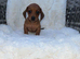 Dachshunds
