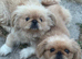 Pekingnese part-colour rare apricot & white 13 months