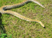 Female hypo caramel burmese python