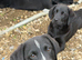 Gorgeous chunky Labernese puppies
