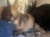 Netherland dwarf babies