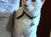 Lilac Point Siamese
