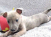 KC reg - 1 Blue Brindle boy available