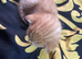 Tortoiseshell cross bengal tabby kittens