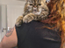 Persian x male