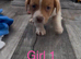Jack Russell puppy&rsquo;s