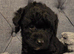 Beautiful cuddly mini Labradoodles F1b looking for forever home.