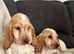 2 show type cocker spaniel puppies boy and girl