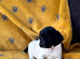 English Springer spaniels