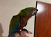 Baby Calico Macaw Glasgow