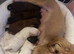 Shipoo puppies ready now