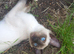 Siamese X Ragamese, female kittens. Ready to go.