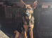 Male sable german shepherd pup