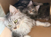 Maine Coon kitten