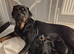 Rottweiler Puppies READY NOW