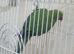 Beautiful ringneck make + Free cage