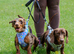 BISCUIT &ndash; PROVEN STUD DOG AVAILABLE
