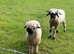 Black Nose Valais Ram and whether