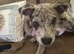 British bull dog cross lurcher