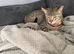 Last female kitten(bengal)