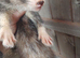 Semi angroa kits