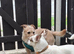 Chihuahua x mam dad borderline terrier