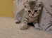 Scottish fold blue little leopards paintingskittens