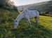 3 Year Old Cremello Gelding For Sale