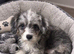 Gorgeous shihpoo boy