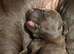 KC Chocolate Labradors